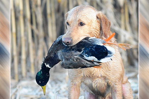 Minnesota’s duck hunt 2023: Good and bad, dry conditions will impact the season – Outdoor News