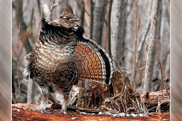 Minnesota’s ruffed grouse, sharptail seasons kick off Saturday: What can hunters expect this fall? – Outdoor News