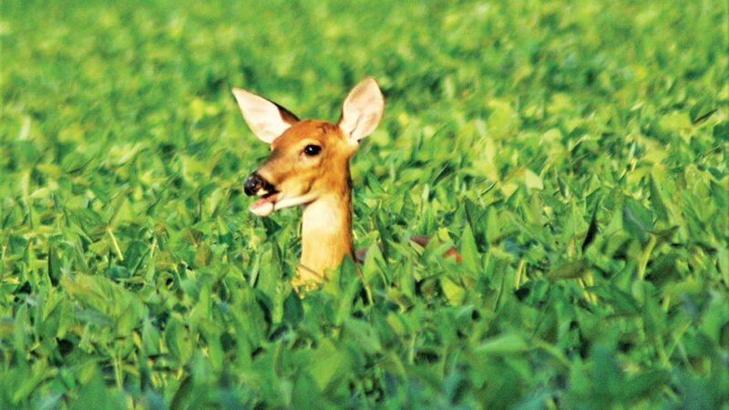 Minnesota’s youth deer season set for Oct. 19-22 – Outdoor News