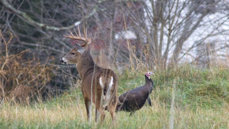 MN Daily Update: Deer hunters asked to share their wildlife observations – Outdoor News