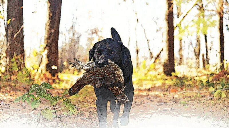 MN Daily Update: Get off the beaten path for grouse this season – Outdoor News