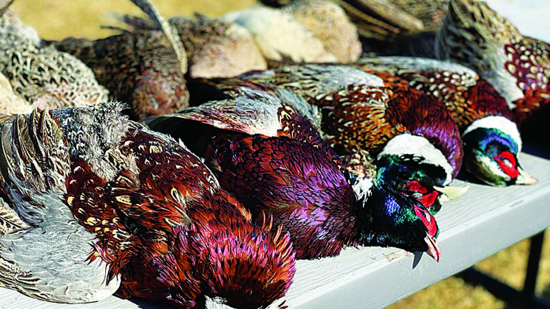 MN Daily Update: Pheasant counts up in heart of state’s range – Outdoor News
