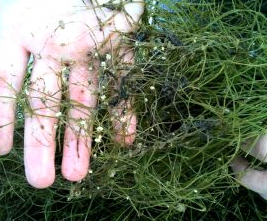 MN Daily Update: Starry stonewort confirmed in Wright County lake – Outdoor News
