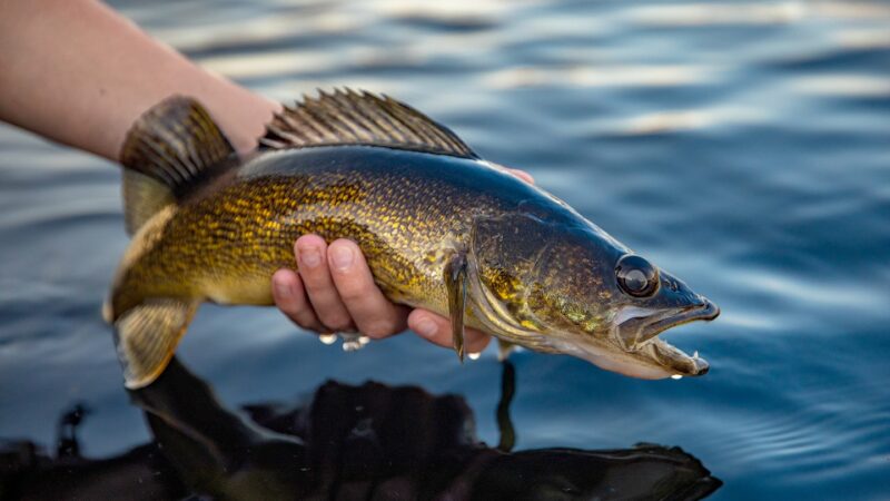 MN Daily Update: Tricks to stay on the bite in clear water – Outdoor News