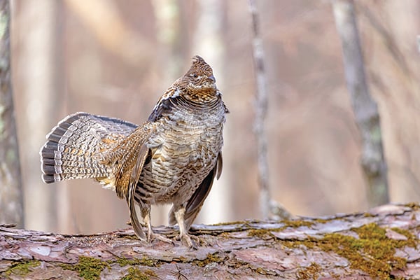 MN Daily Update: Work around this early-season problem grouse hunters face – Outdoor News