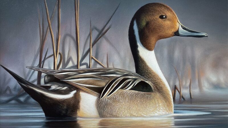 Montana artist Chuck Black wins 2023 Federal Duck Stamp Art Contest – Outdoor News