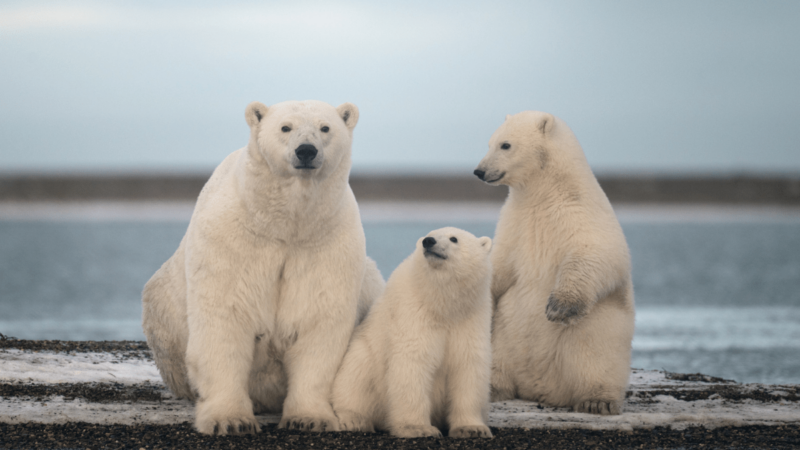 ‘Most Polar Bear Subpopulations Will Continue to Decline’: A Reassessment of Polar Bears Finds the Animal Is Still Threatened
