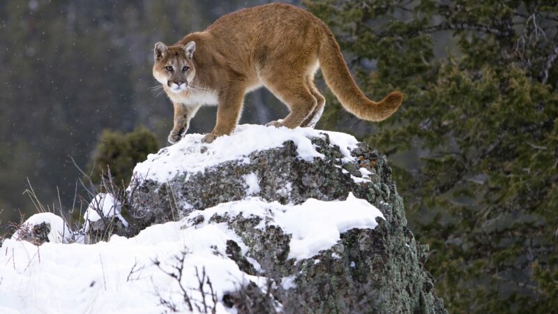 Mountain Lion Hunting Ban Filed in Colorado
