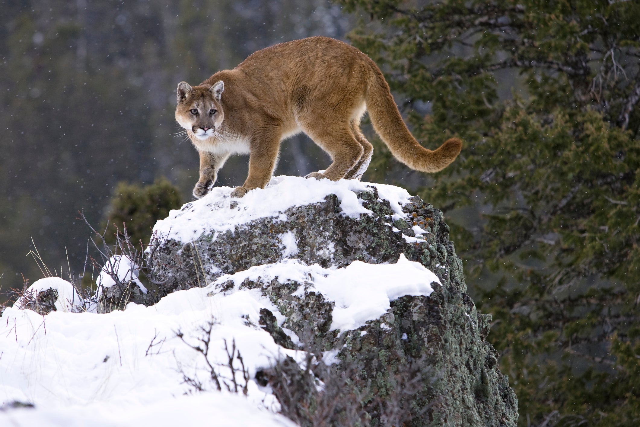 mountain lion hunting ban Colorado.