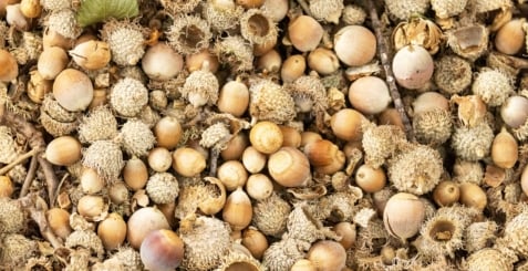 Nature Smart: A little love for acorns – Outdoor News