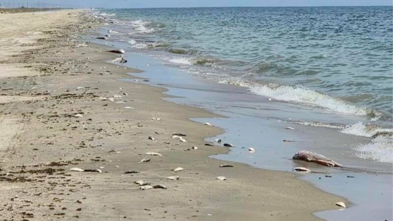 Nearly a Million Dead Fish Wash Up on Louisiana Coast, Commercial Fishing Boats to Blame