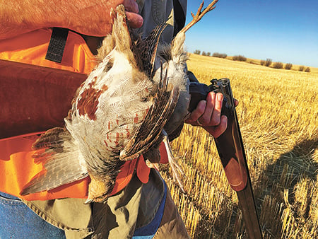 North Dakota upland bird hunters: Expect good things this fall – Outdoor News