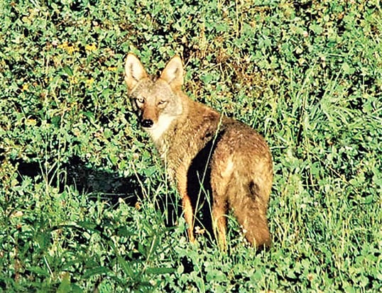 Ohio State University, Ohio Division of Wildlife undertake large coyote study, and hunters and trappers can help – Outdoor News