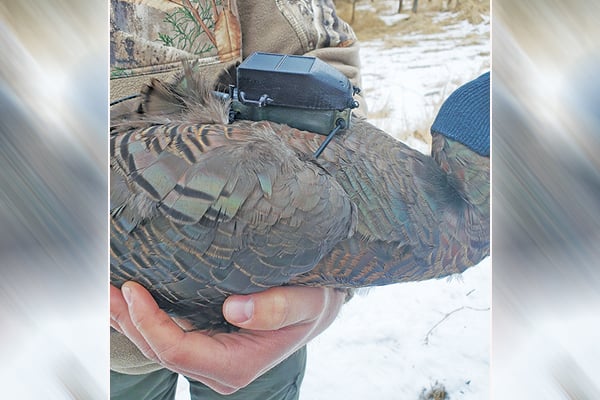Ohio turkey research study well underway – Outdoor News