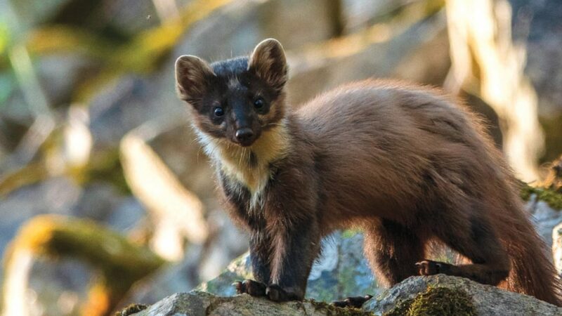Pennsylvania Game Commission board moves toward reintroduction of marten – Outdoor News
