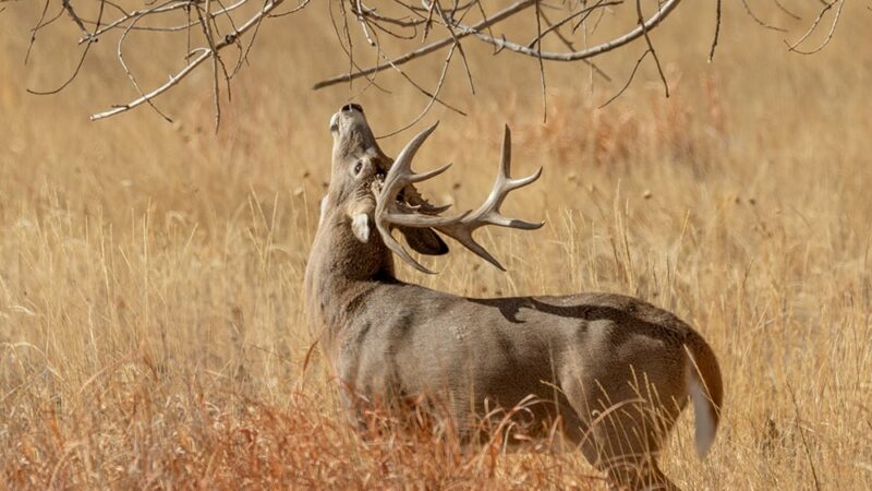 PGC issues new rules for deer in CWD areas – Outdoor News