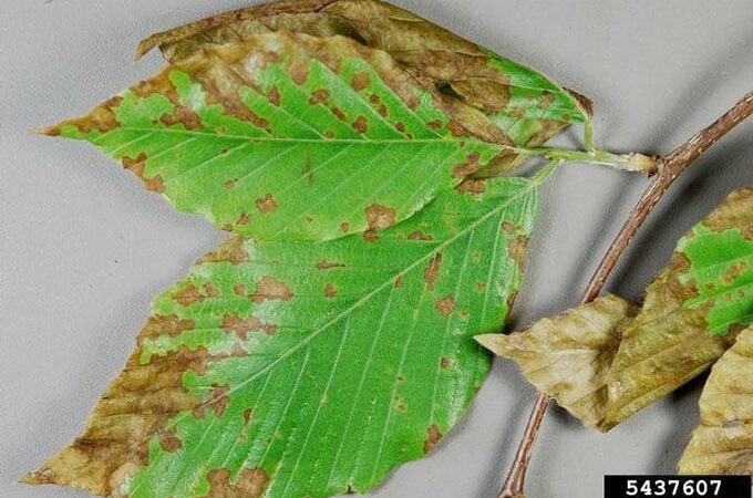 Recently-discovered Beech Leaf Disease another threat to northern hardwood forests – Outdoor News
