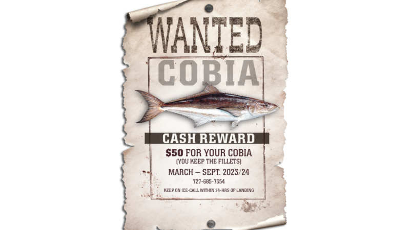 Reel in a Reward: Florida Officials Offering $50 for Catching a Cobia Fish