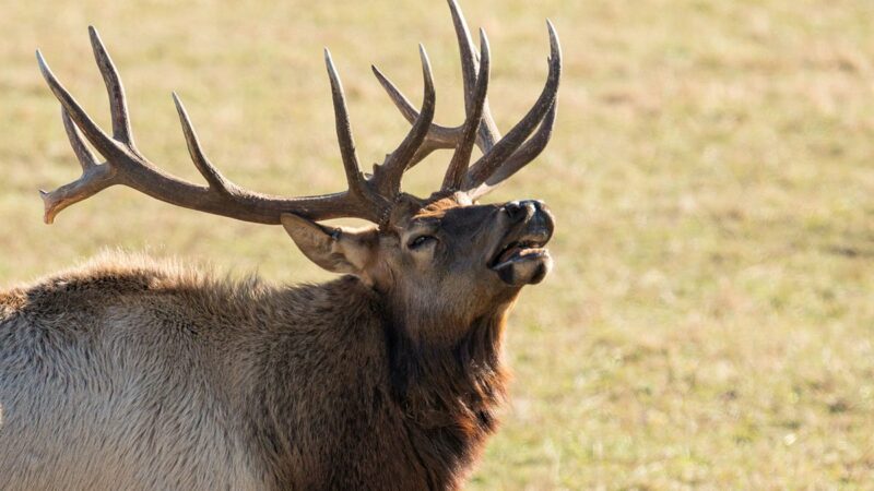 Rut Season at Rocky Mountain National Park, Plus Other Fall Animal Behavior