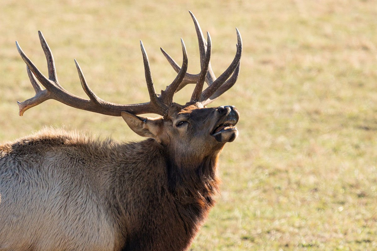 rut-season-at-rocky-mountain-national-park