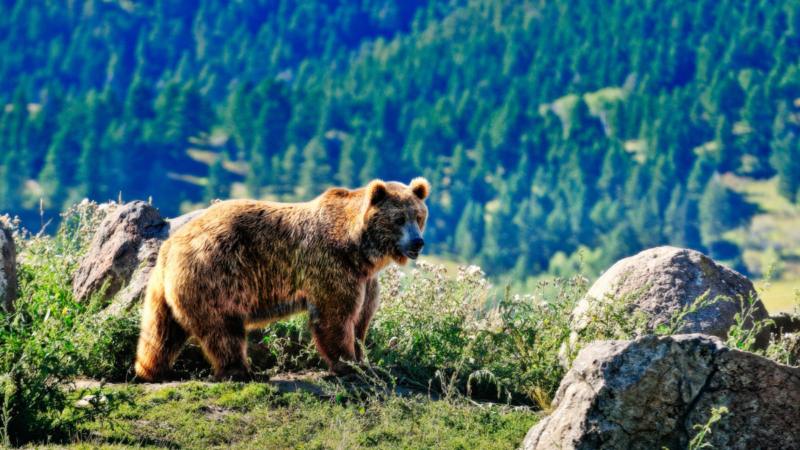 Second Grizzly Attack in Montana Closes Part of Custer Gallatin National Forest