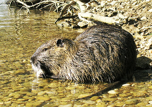 Southern Illinois University research investigates presence of destructive nutria in state – Outdoor News