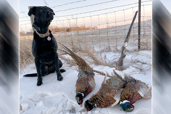 Streams of Thought: Keep your hunting dogs safe this season – Outdoor News