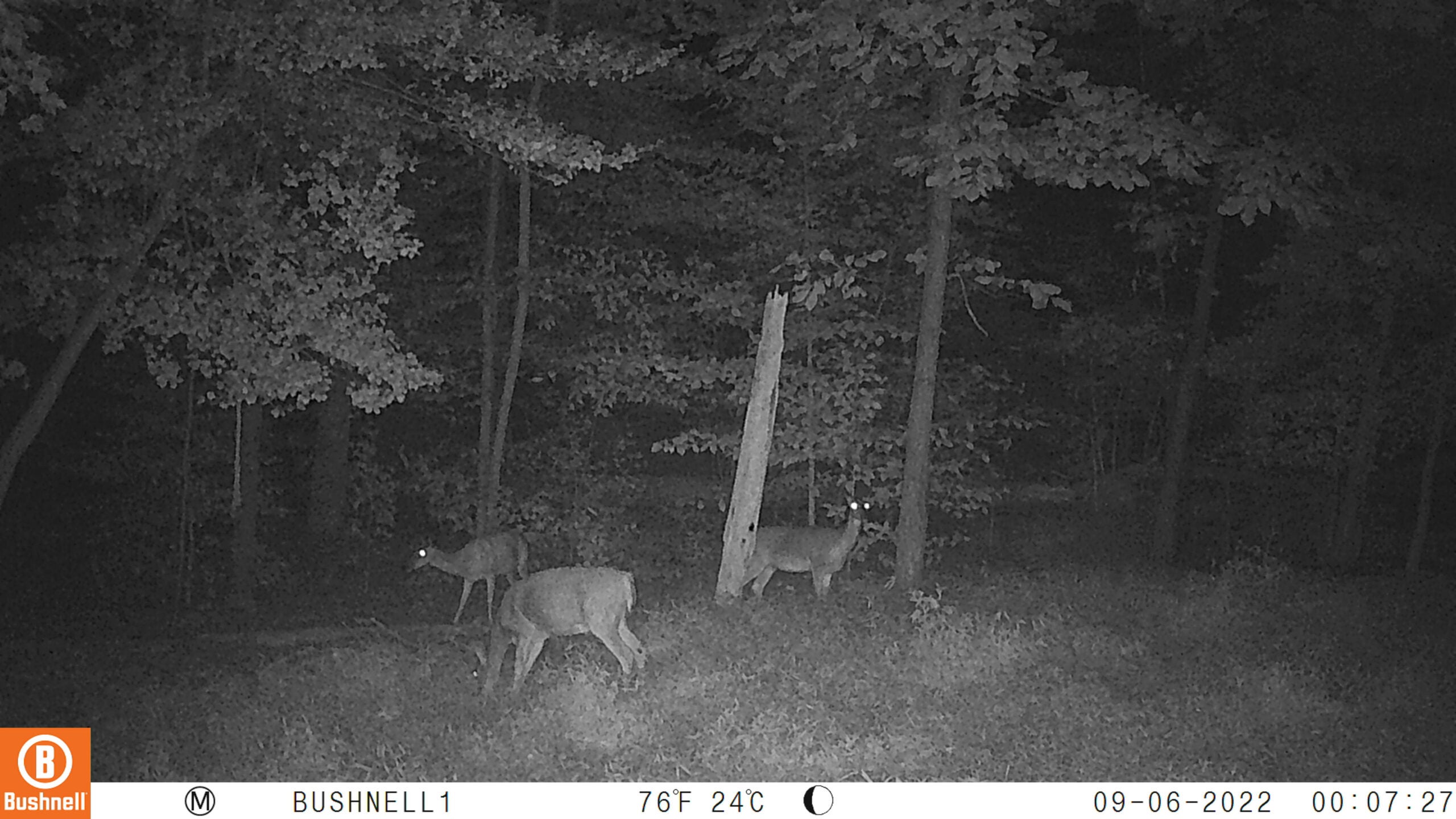 Bushnell nighttime photos