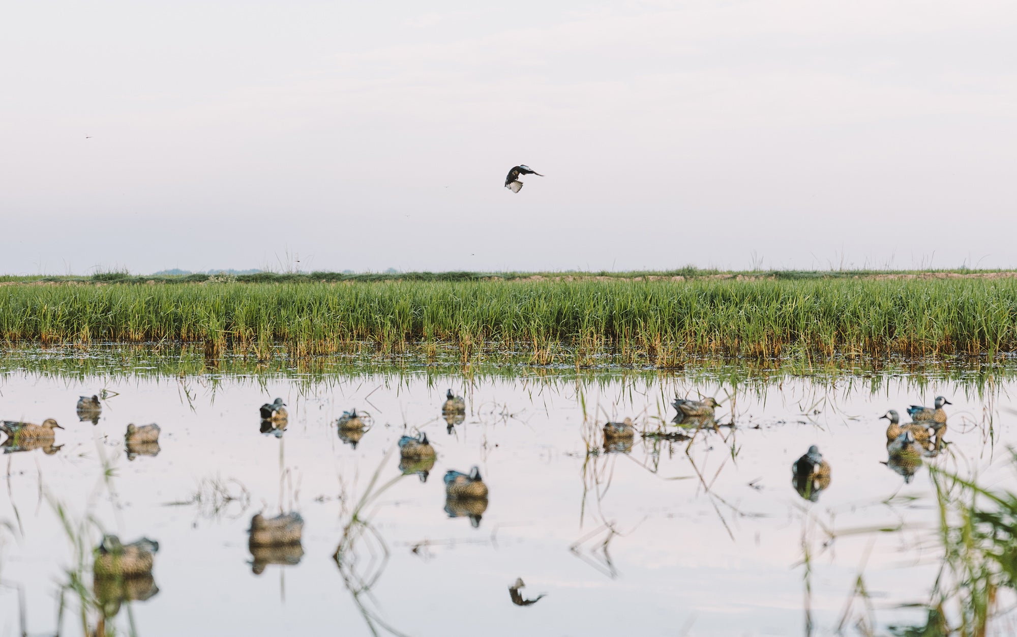 The HeyDay Hydrofoam decoys bringing in a teal.