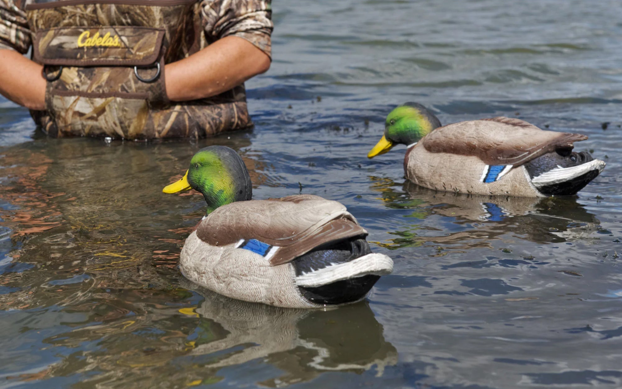 An active drake compared to a feeding drake.