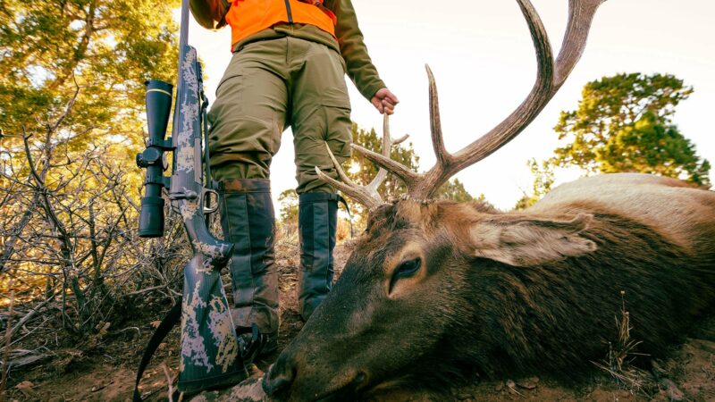 The Best Elk Hunting Rifles of 2023