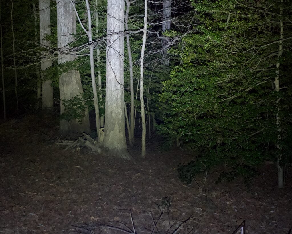 A flashlight on trees