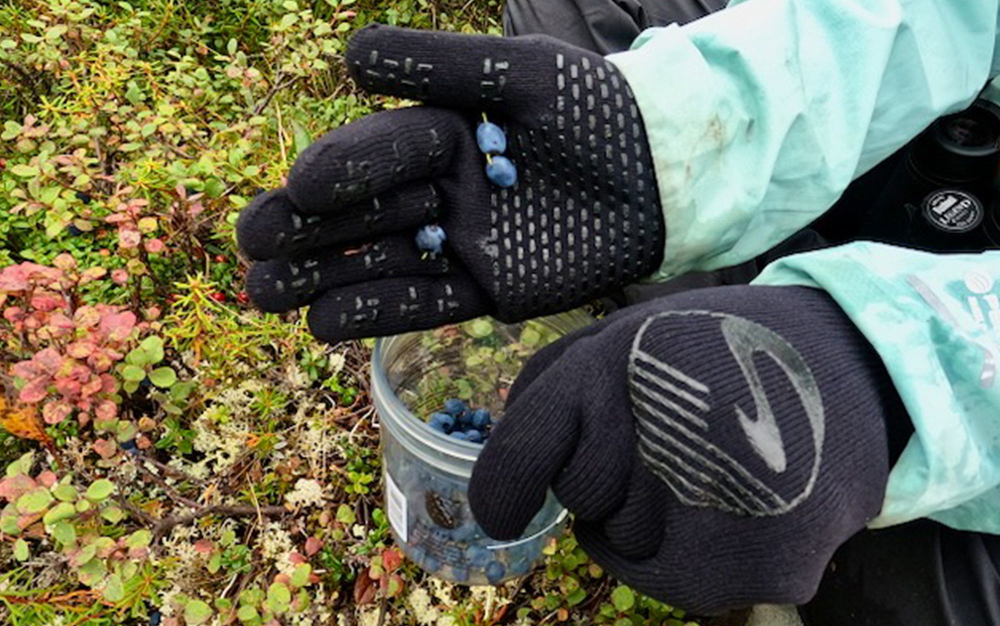 Testers picked berries in the Showers Pass gloves.