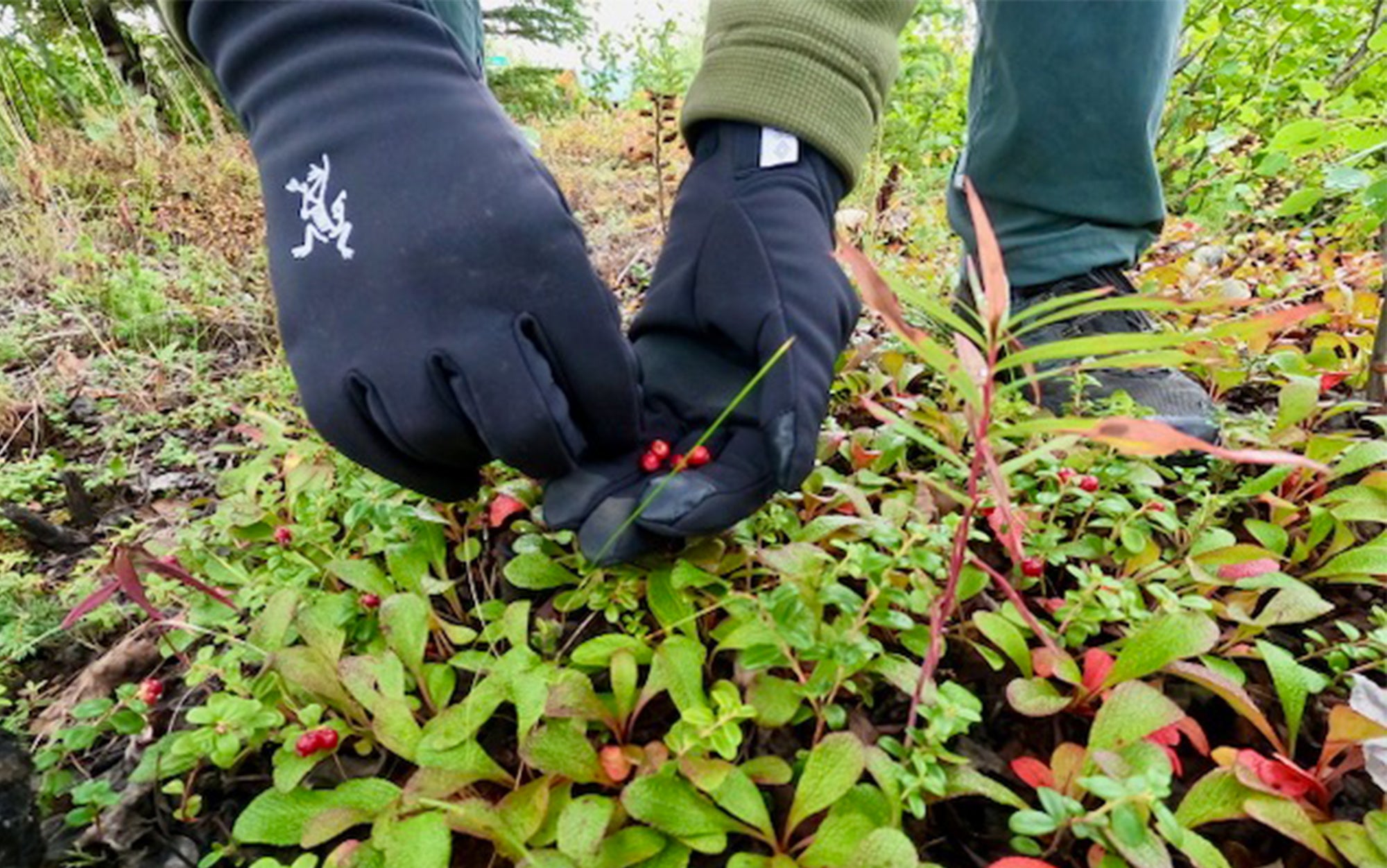 Tester picks berries.