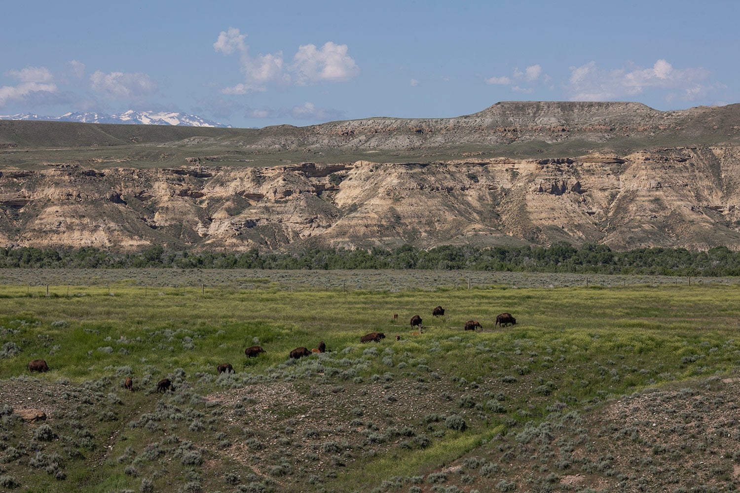 buffalo herd grazes on prairie with cliffs behind them