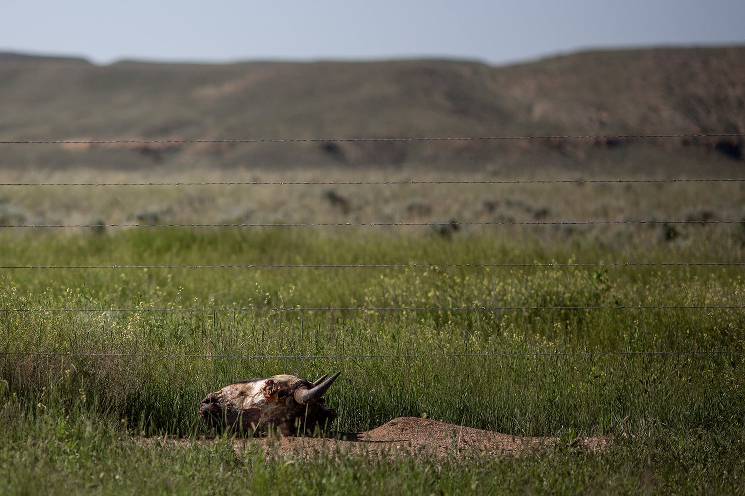 Buffalo skull sits in front of barbed-wire fence on prairie, cliffs in background