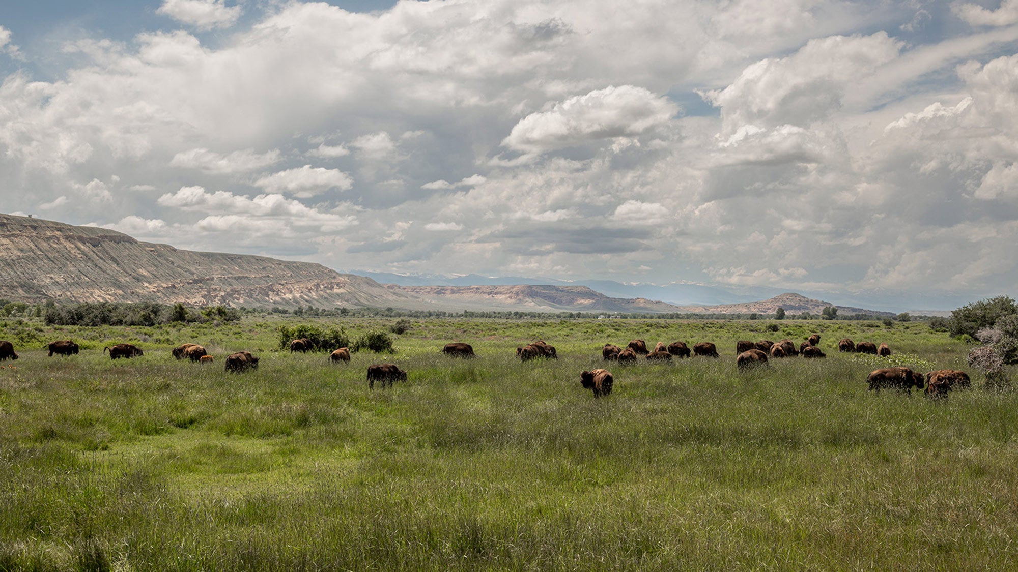 Herd of buffalo grazes on prairie with cliffs and clouds in the distance