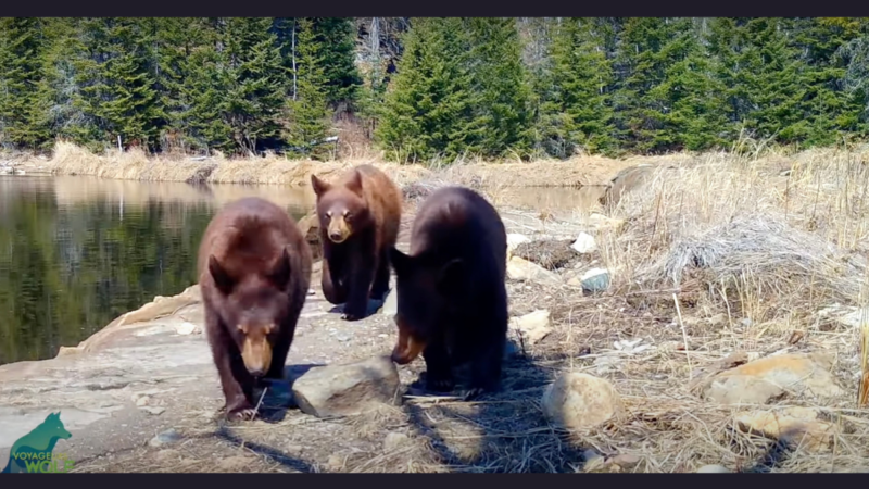 ‘They’re Prowling the Woods in Search of Technology to Destroy’: This Family of Bears Won’t Stop Smashing Trail Cameras