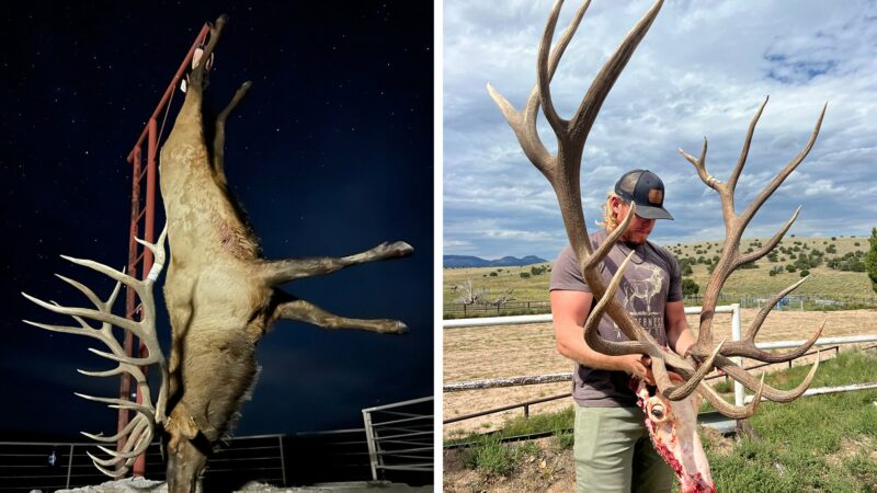 This Huge New Mexico Bull Could Be an Archery State Record