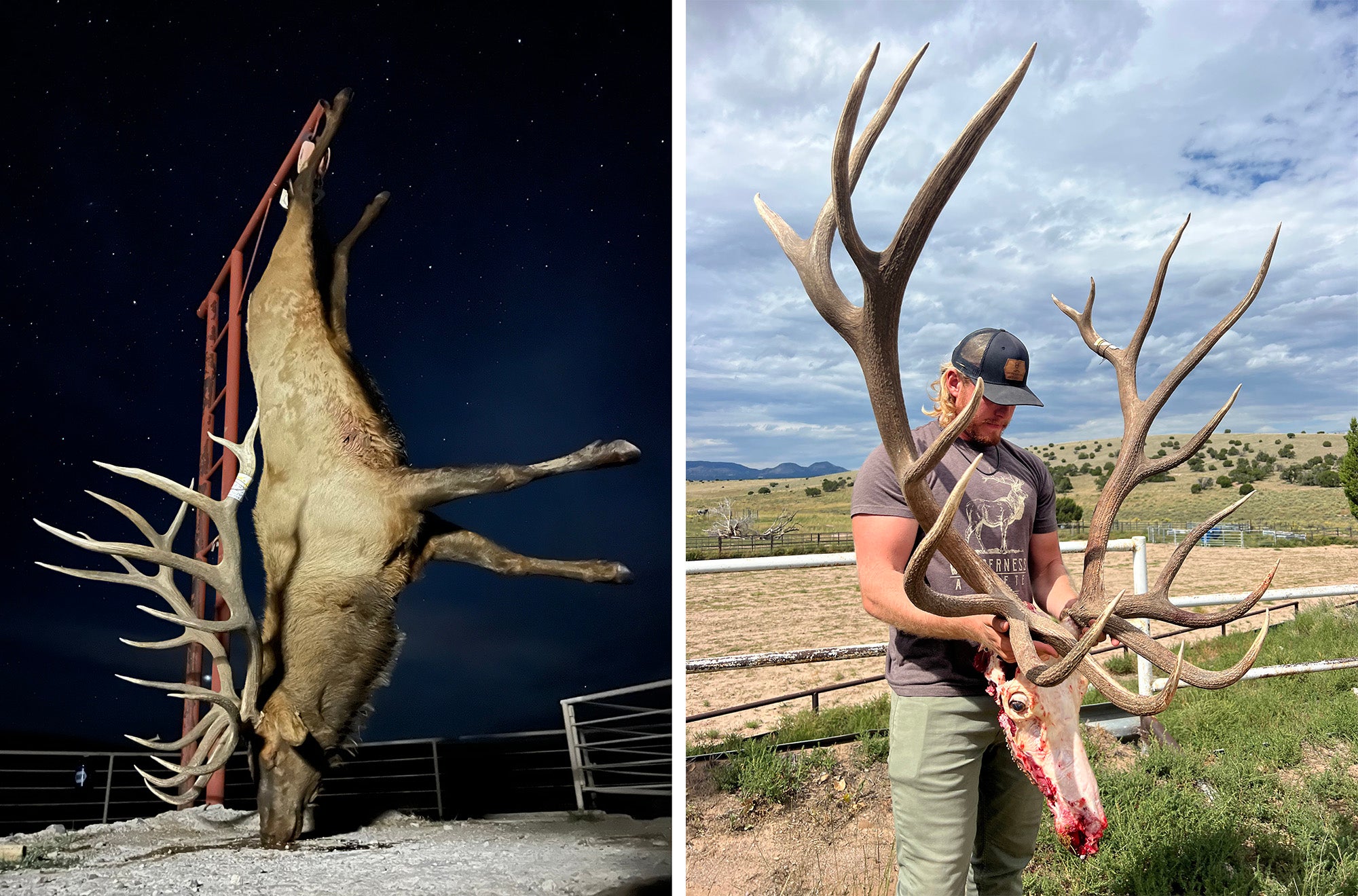 A big elk hanging from a meat pole and a hunter holding a freshly skinned skiull.
