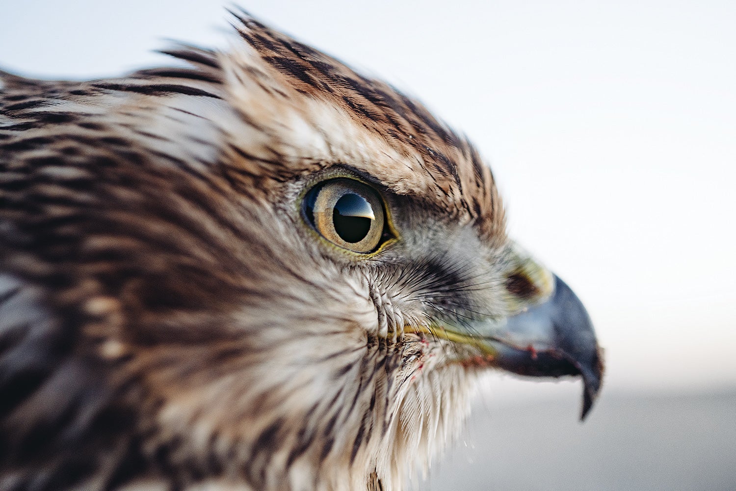 Closeup of goshawk head in profile