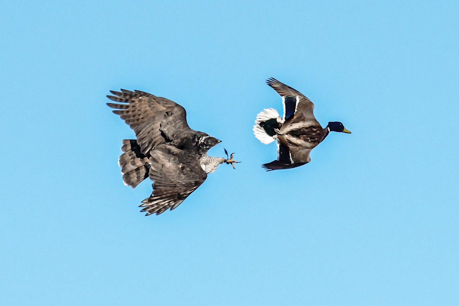 Sladen photographed this mature northern goshawk—what ­Hashbrown will look like once he molts and his adult feathers grow in—as it closed in on a drake mallard during the falconry duck season.