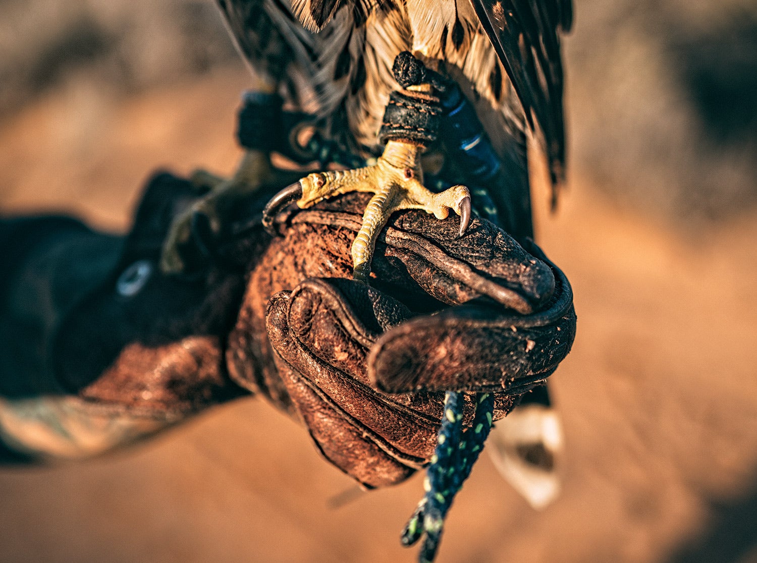 closeup of goshawk's foot on falconer's glove