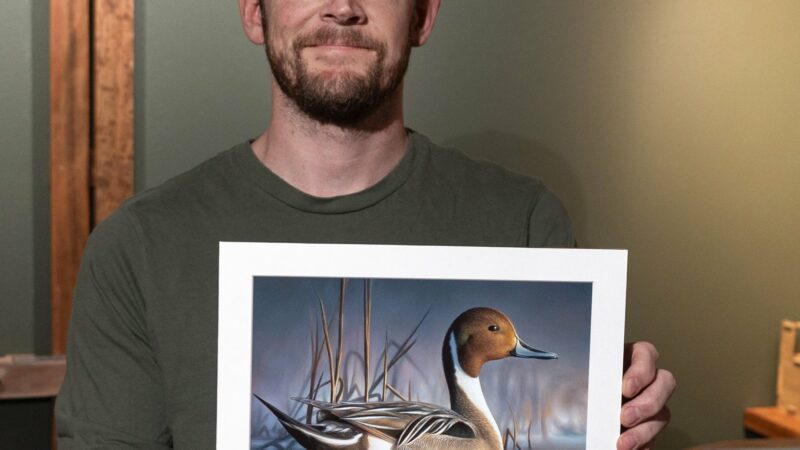 This Northern Pintail Painting Just Won the 2023 Federal Duck Stamp Contest