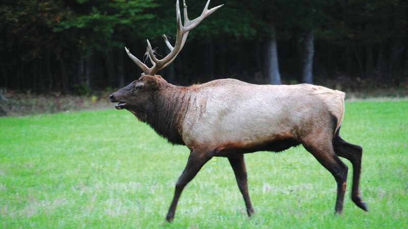 To enjoy Pennsylvania’s herd more, boost your elk IQ – Outdoor News