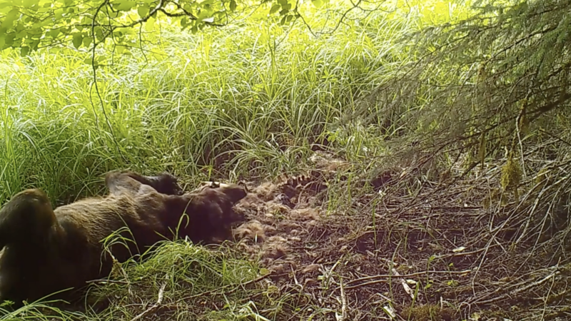 Trail Cam Video: Brown Bear Rolls in a Dead Bear Carcass