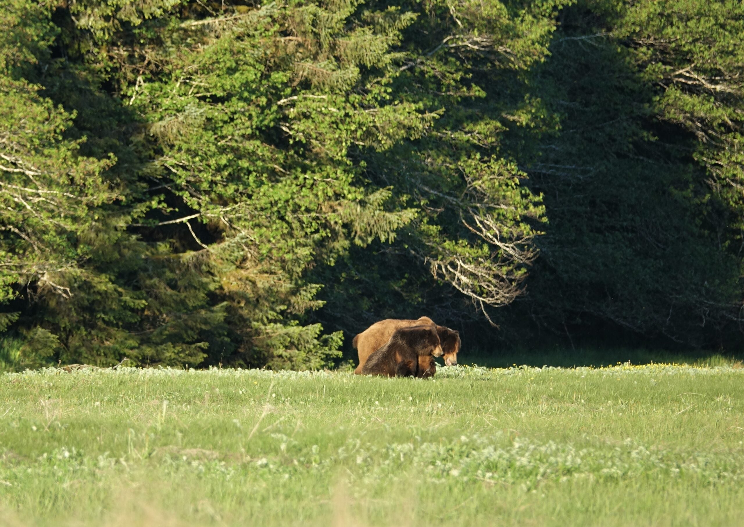 brown bears alaska