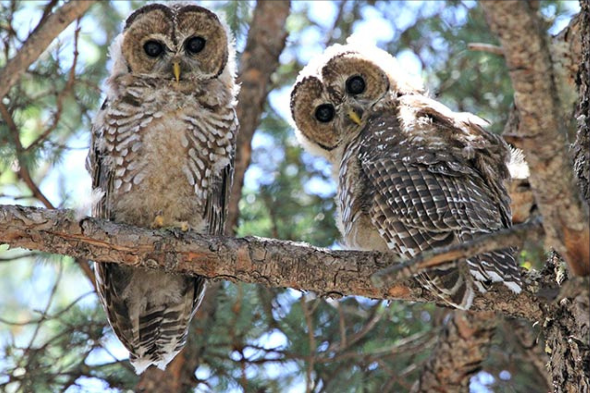 spotted owl video