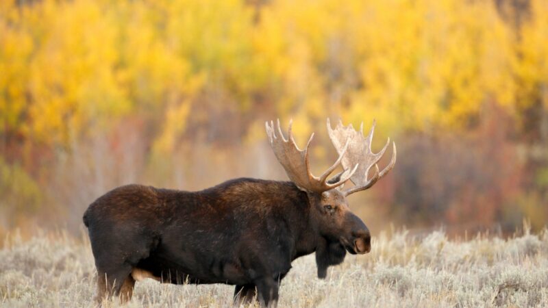 Wandering bull moose captured in downtown Santa Fe, moved to habitat in northern New Mexico – Outdoor News