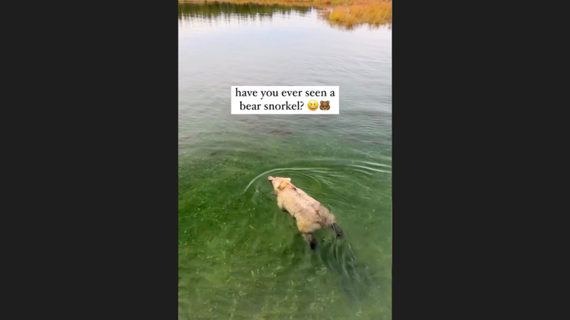 Watch As the World’s Most Relaxed Grizzly Bear Floats Down a River
